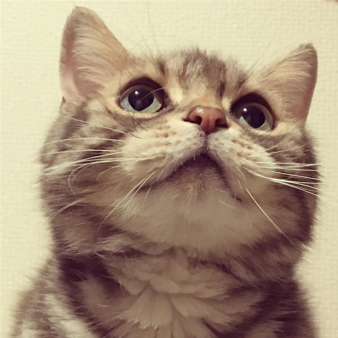 小尾巴